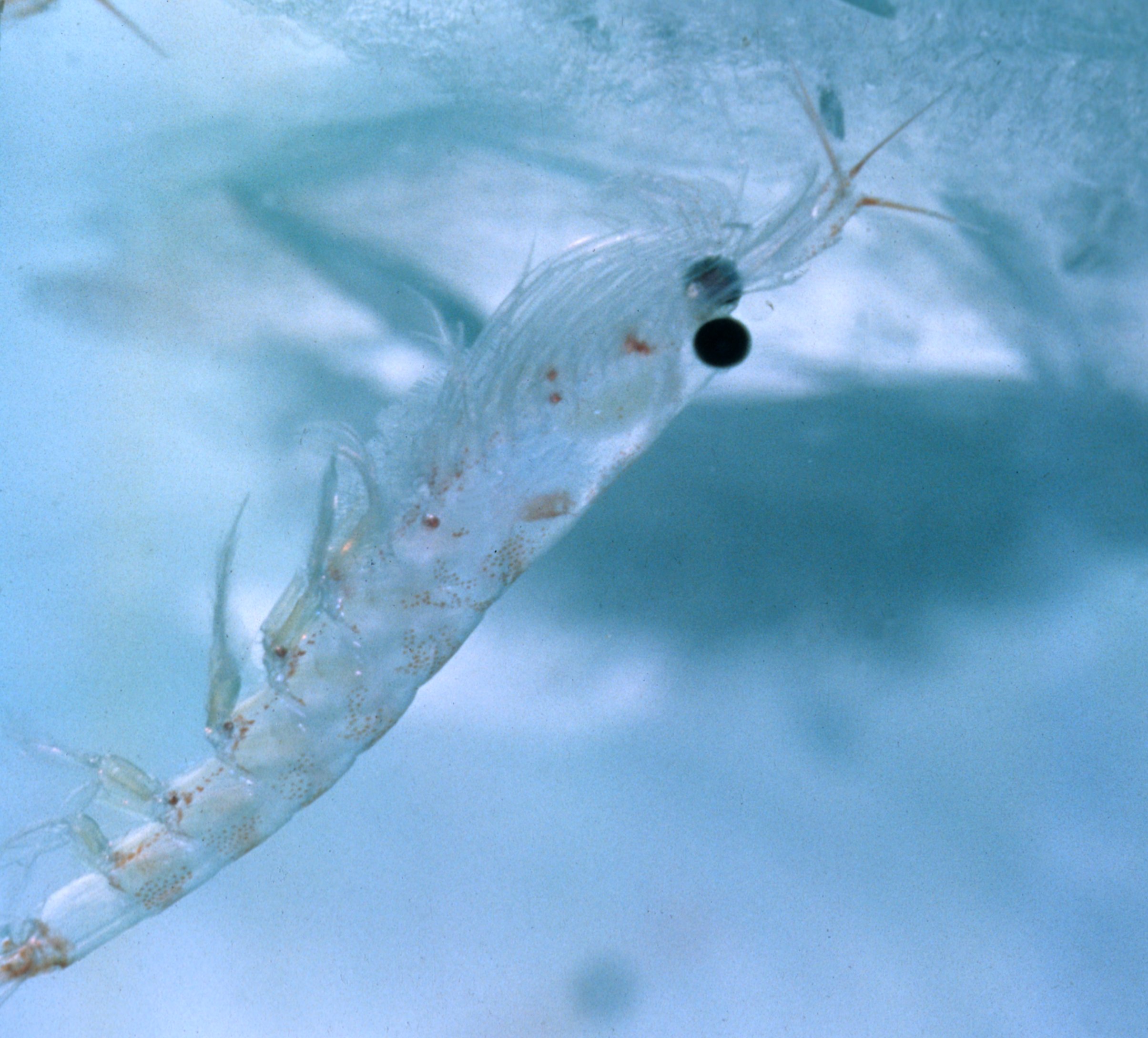 A translucent Antarctic krill feeding beneath blue winter sea ice