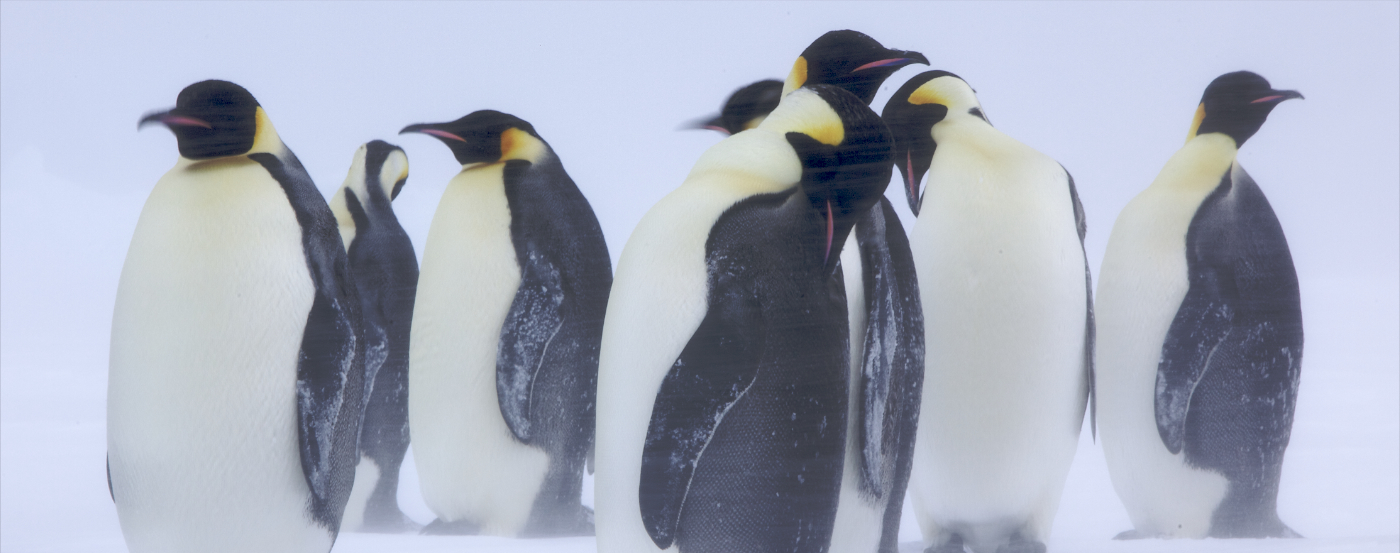A group of emperor penguins standing close together as snow blows across Antarctica