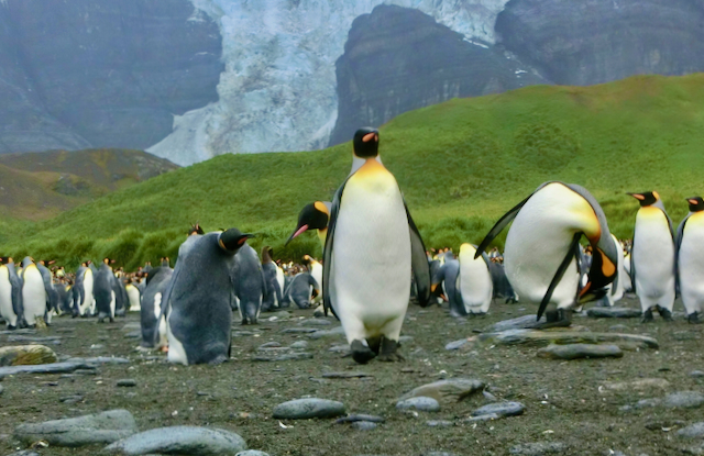 Penguins gathered beside blue Antarctic water and ice