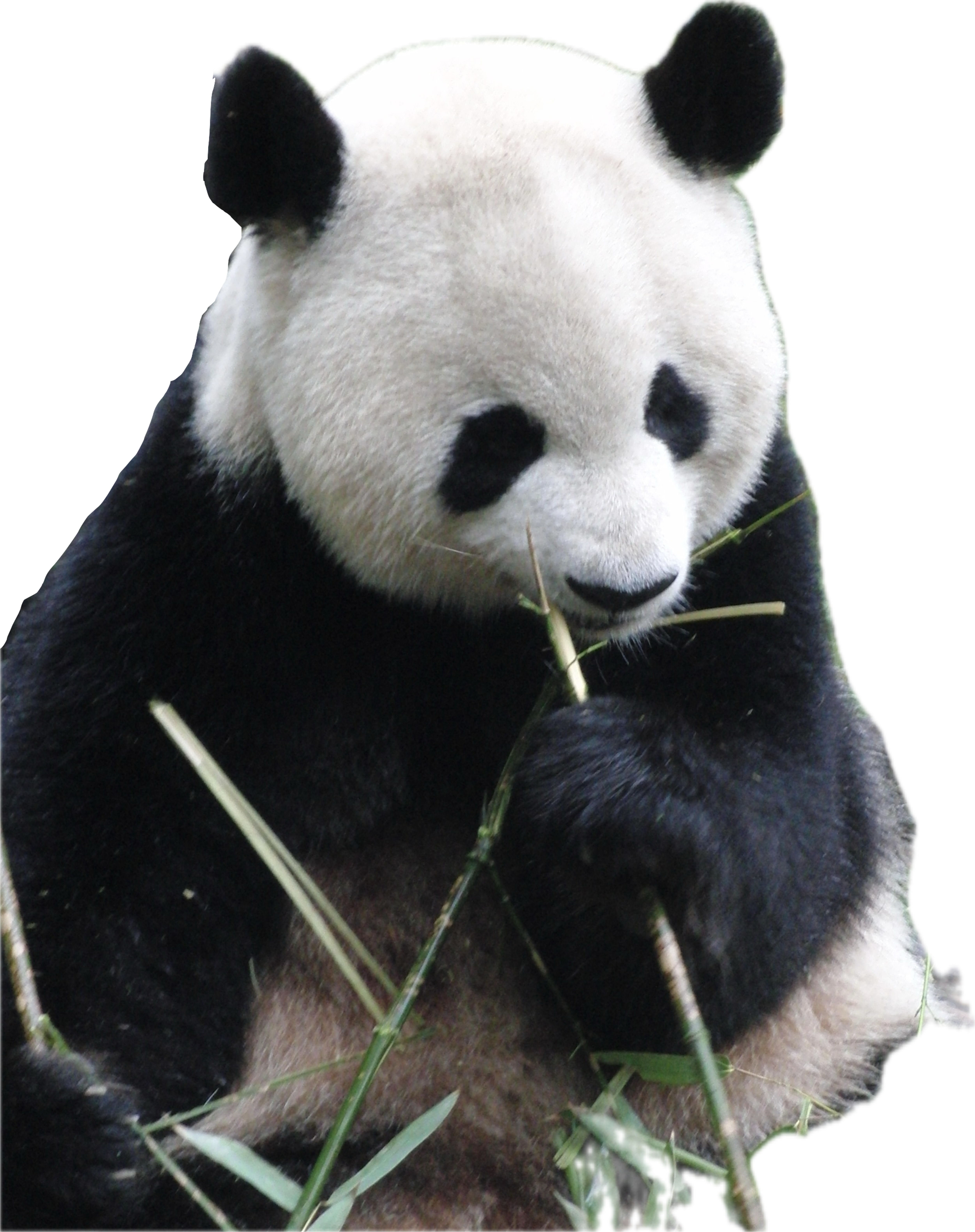 Panda preview